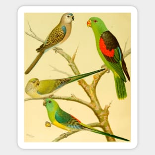 1878 naturalist image of Australian parakeets Sticker